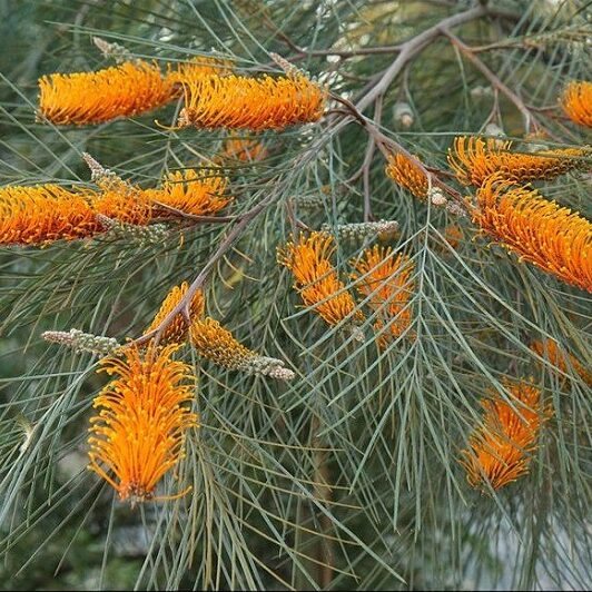 Grevillea flower close-up