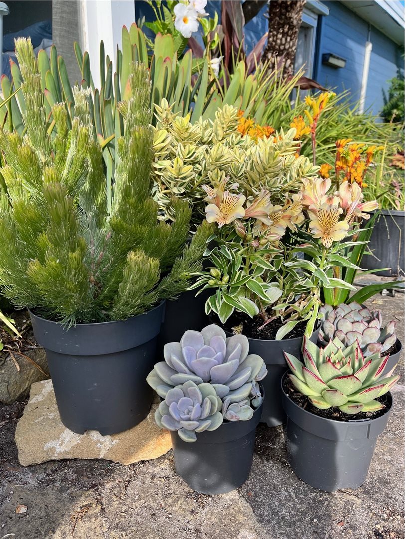 A varied collection of flowering plants and succulents in individual pots
