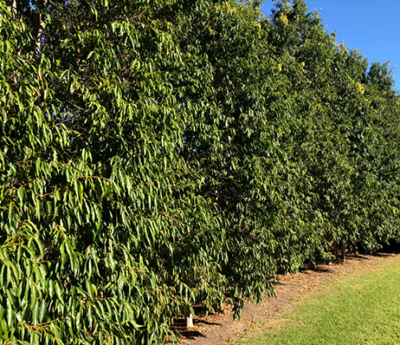 A dense green hedge bordering a strip of lawn