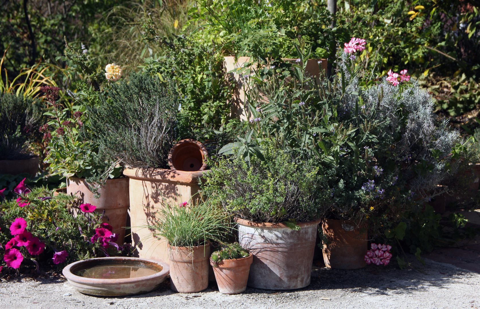 A sunny courtyard garden with flowering plants in pots
