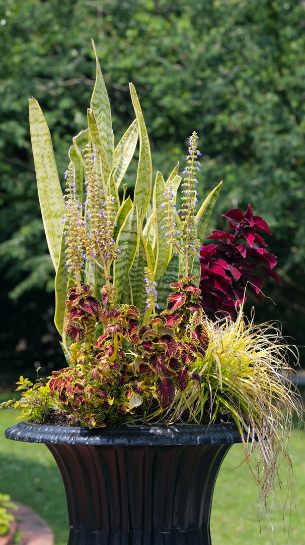 Foliage and flowering plants grouped in a garden container