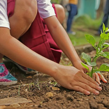 Hands settling a young plant into garden soil