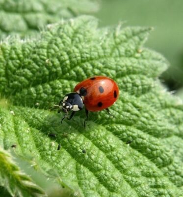 Sustainable pest and weed management