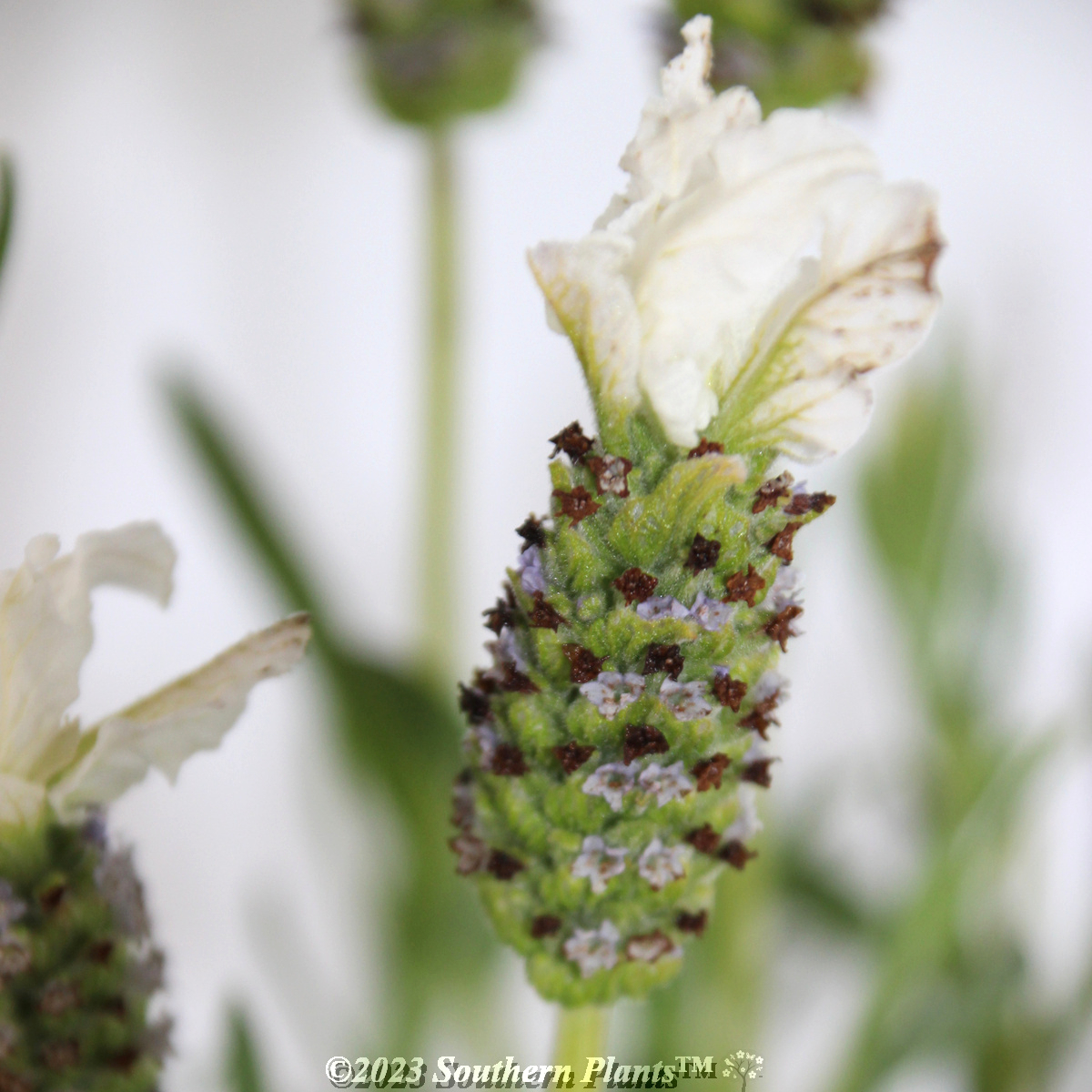 Javelin White Lavender