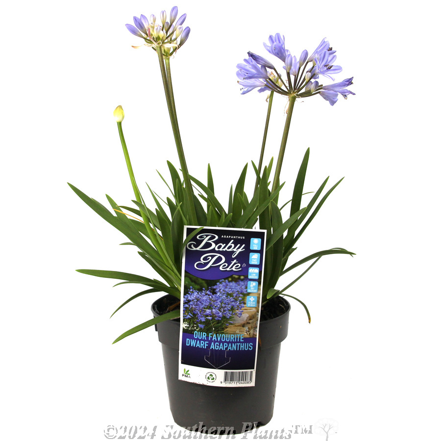 Agapanthus Baby Pete - Plant photo