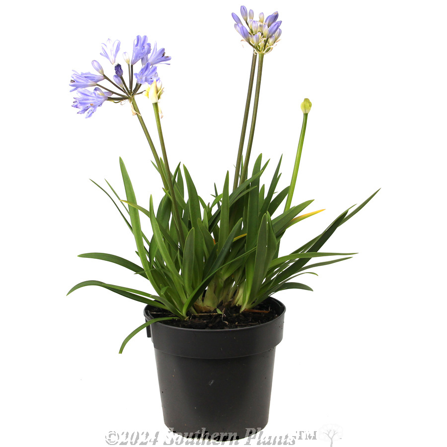 Agapanthus Baby Pete - Alternate photo