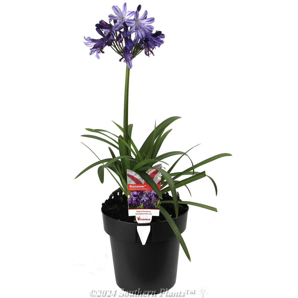 Agapanthus Buccaneer™ - Plant photo