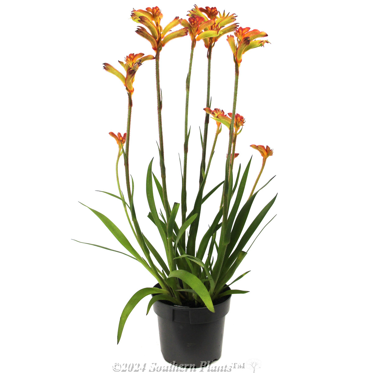 Bush Surprise Kangaroo Paw - Alternate photo