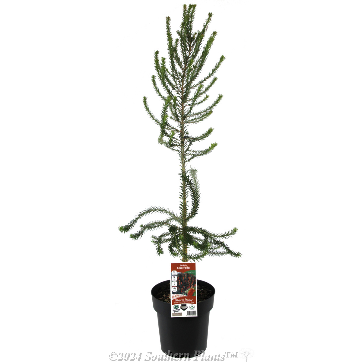 Heath Banksia - Plant photo