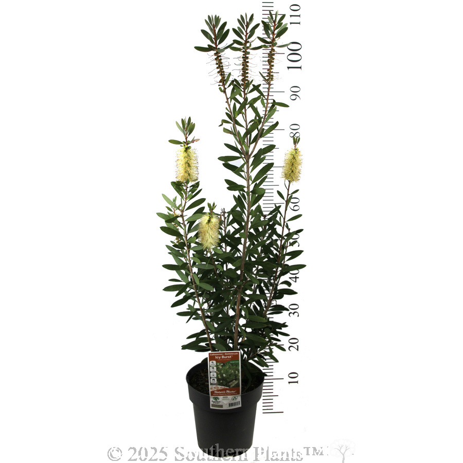 Bottlebrush Icy Burst™ - Product photo
