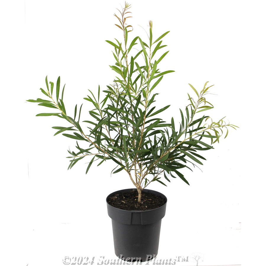 Albery's Red NSW Christmas Bush - Alternate photo