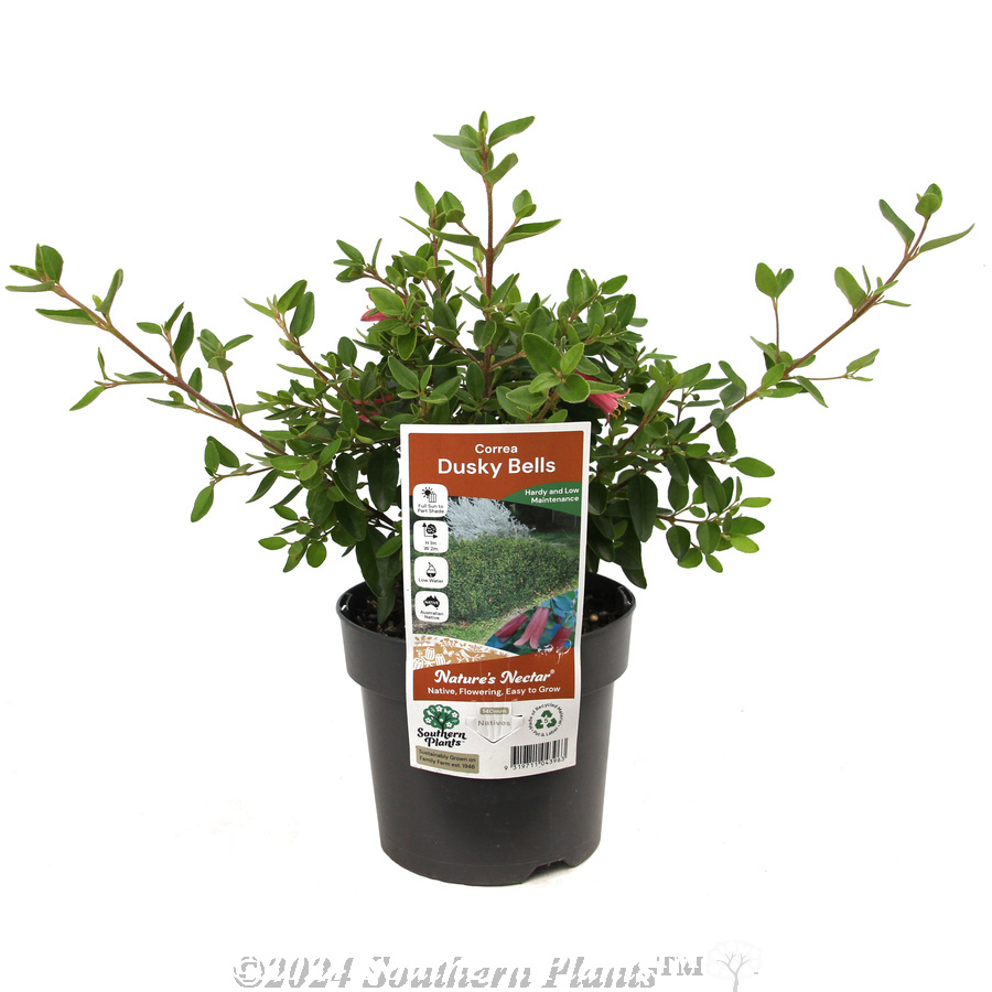 Correa Dusky Bells - Plant photo