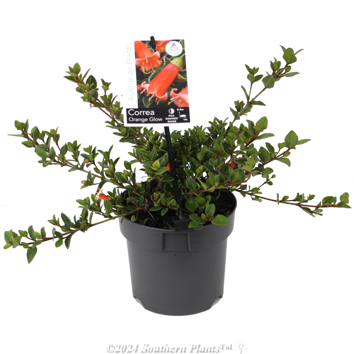 Orange Glow Correa - Plant photo