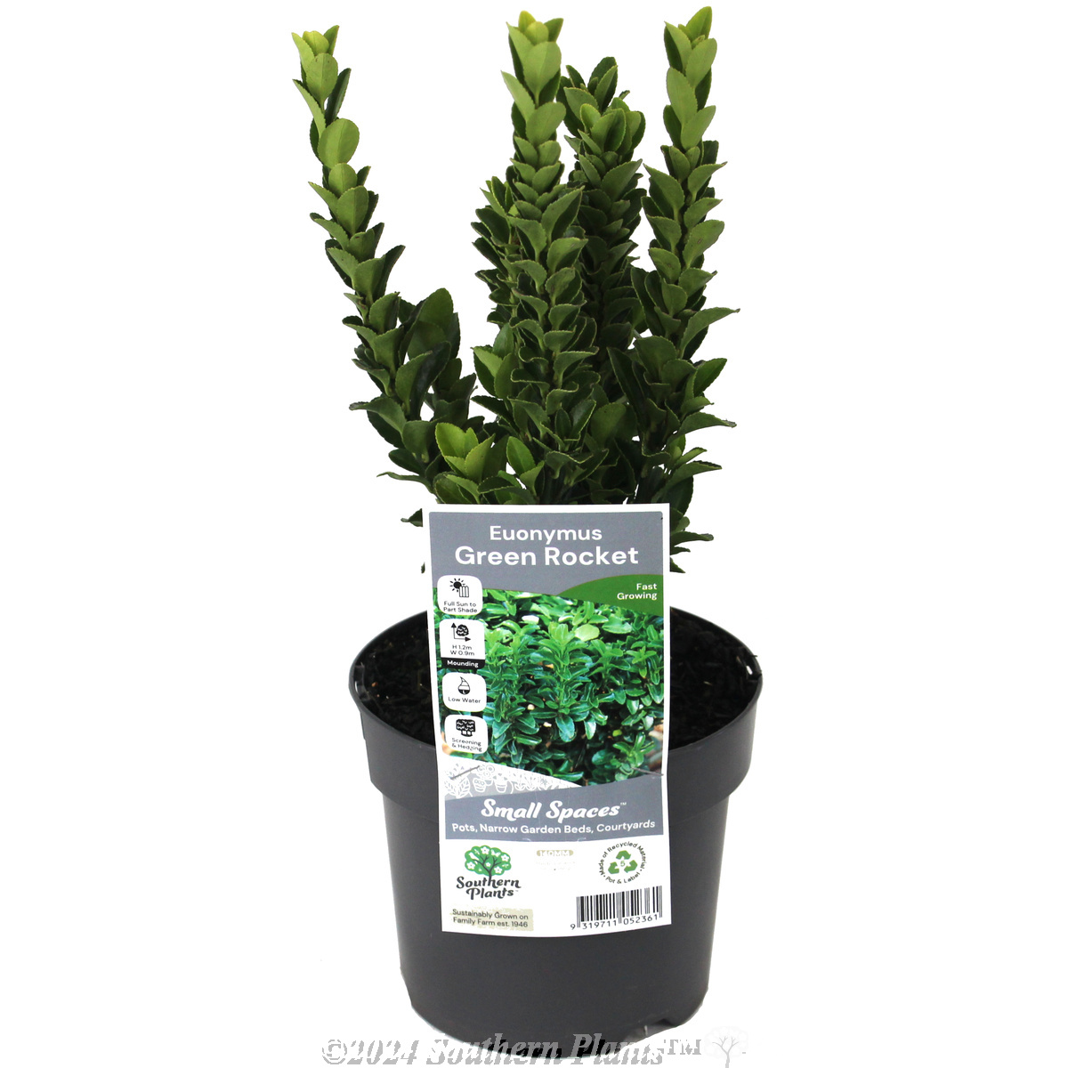 Dwarf spindle bush Green Rocket - Plant photo