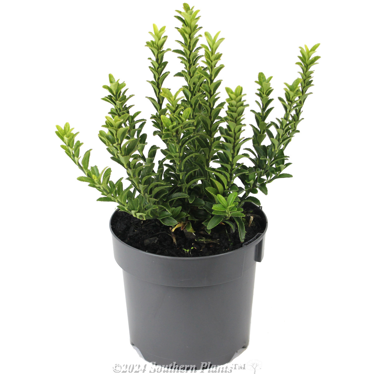 Dwarf spindle bush Green Rocket