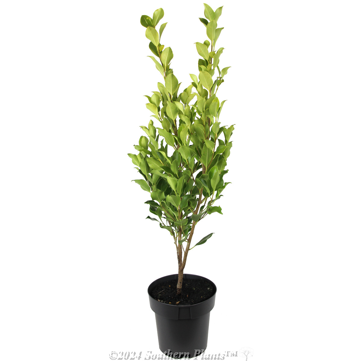 Hills Fig