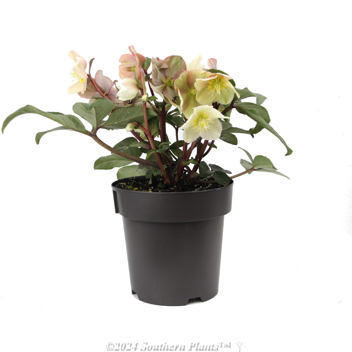 Helleborus Cinnamon Snow - Alternate photo