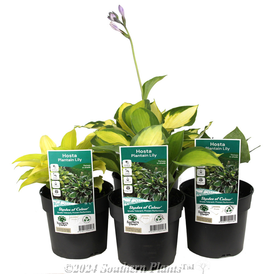 Plantain Lily - Plant photo