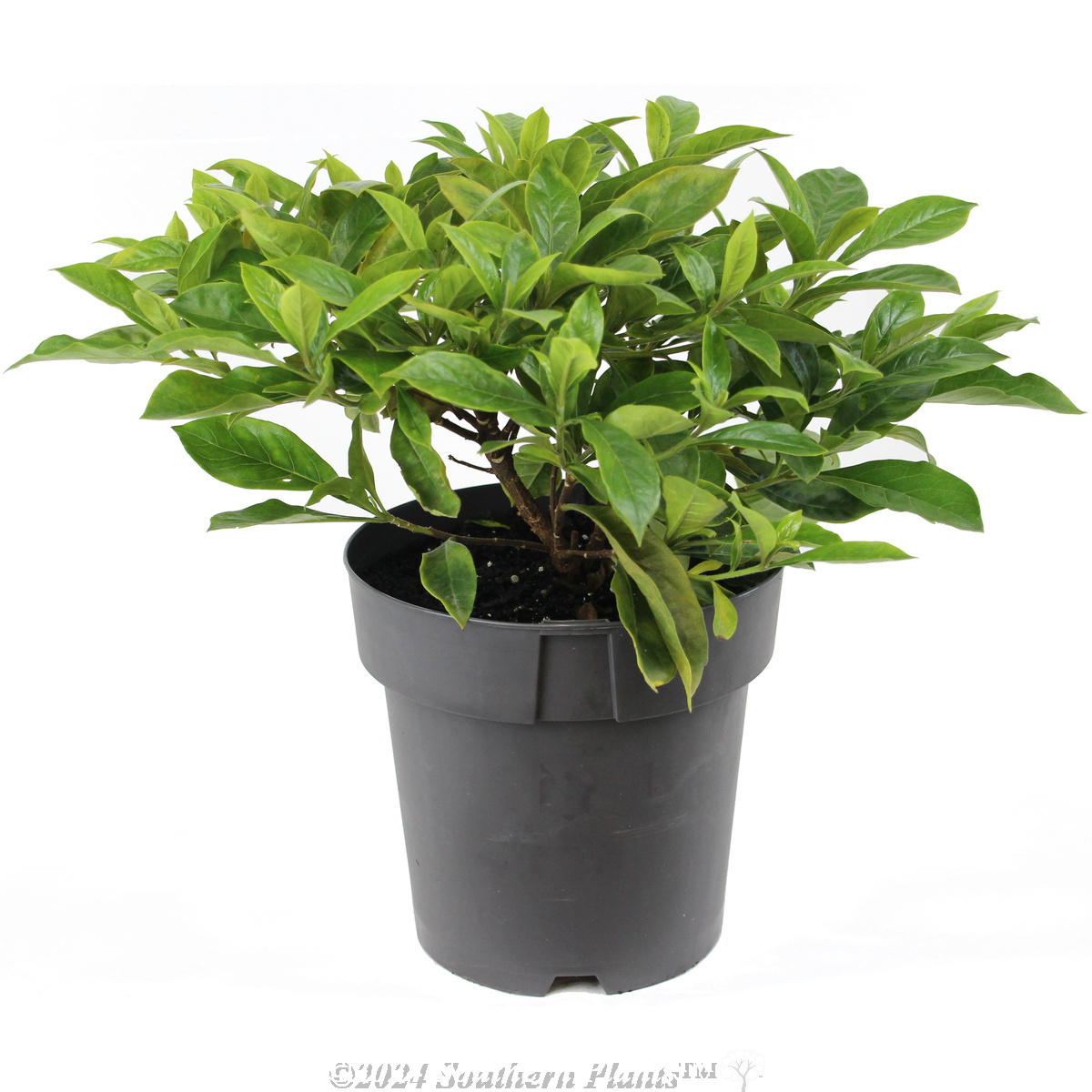 Dwarf Native Frangipani Lushious