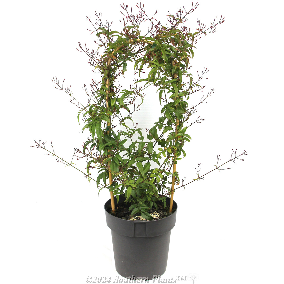 Flowering Pink Jasmine - Alternate photo