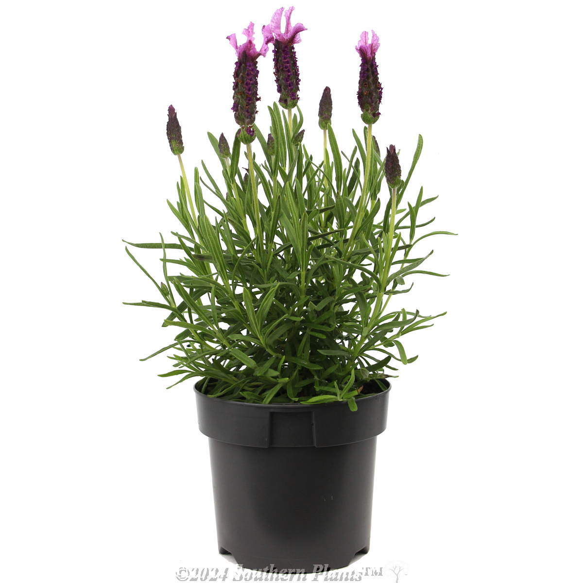 Lavender Sensation™ Rose - Alternate photo