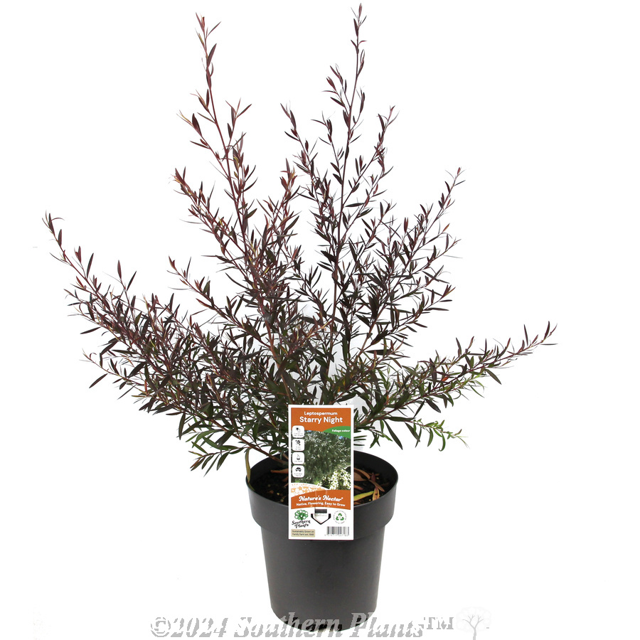 Leptospermum Starry Night - Plant photo