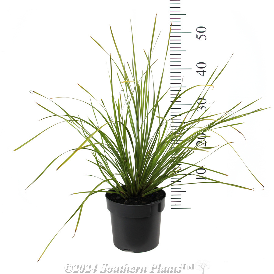 Lomandra Tanika® - Reference photo