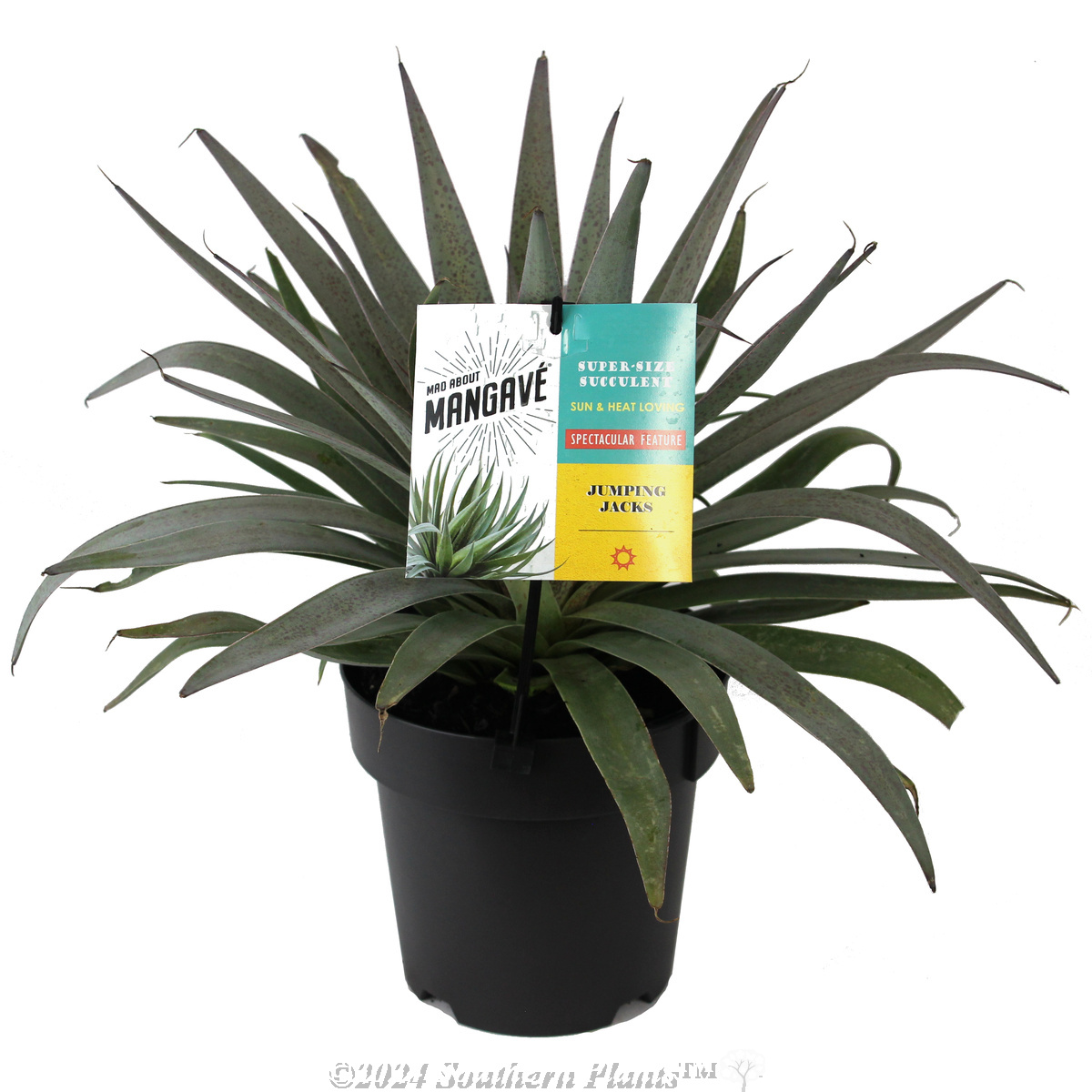 Mangave - Plant photo
