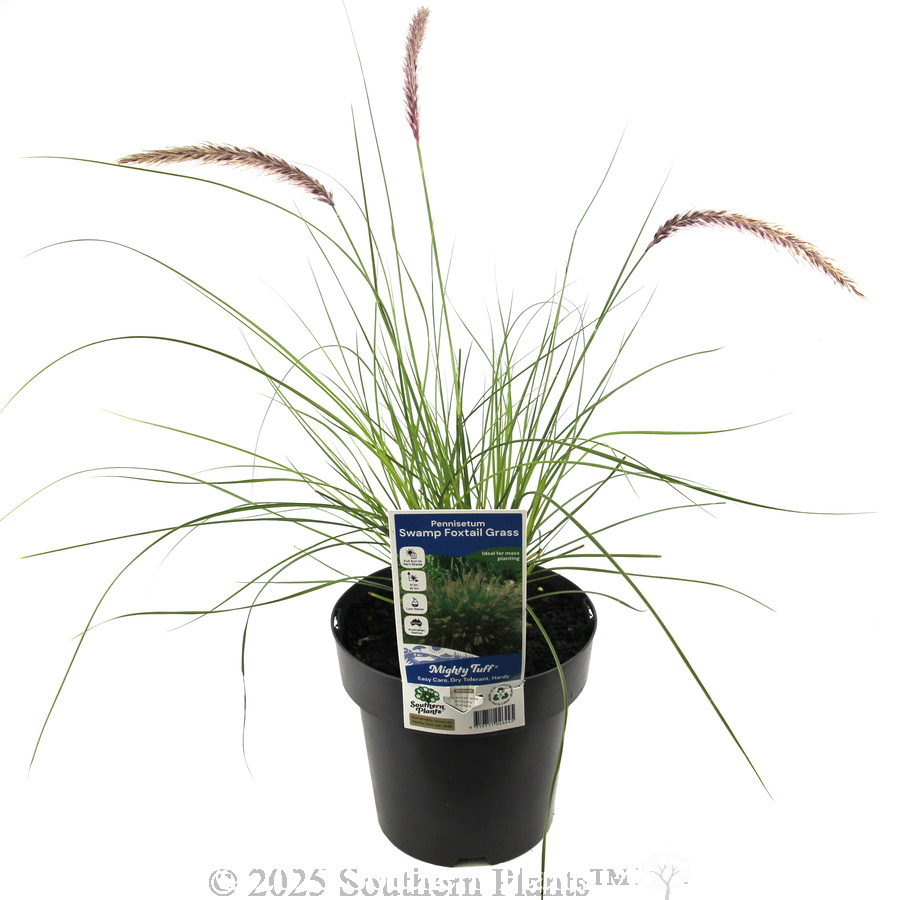 Swamp Foxtail Grass - Plant photo