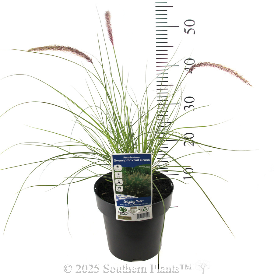 Swamp Foxtail Grass - Product photo