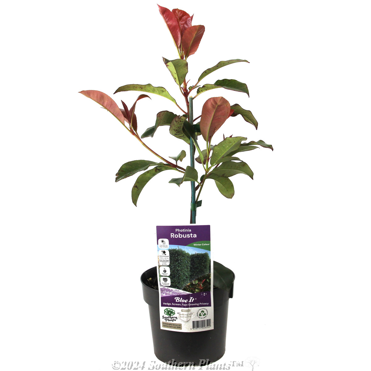Photinia Robusta