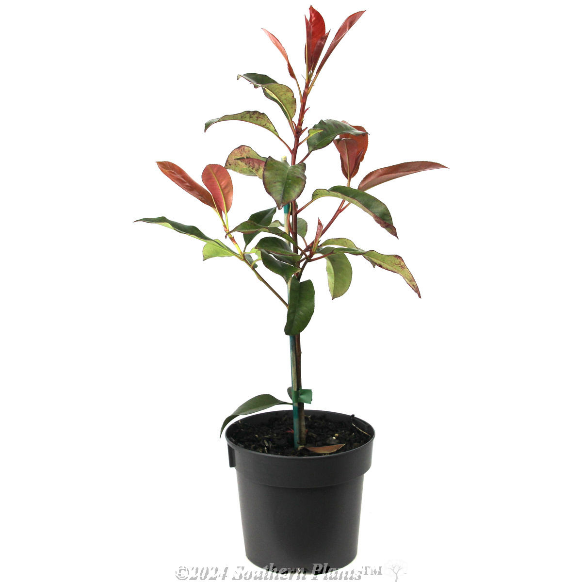 Photinia Robusta - Alternate photo