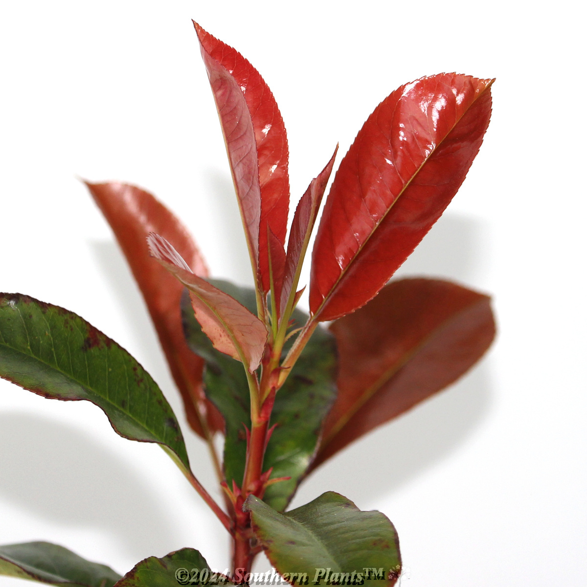 Photinia Robusta