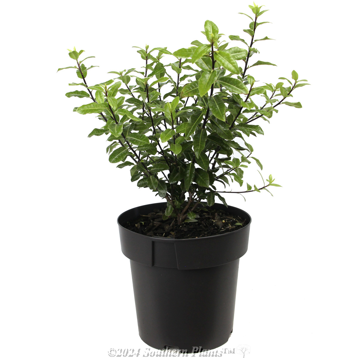 Pittosporum Golf Ball - Alternate photo