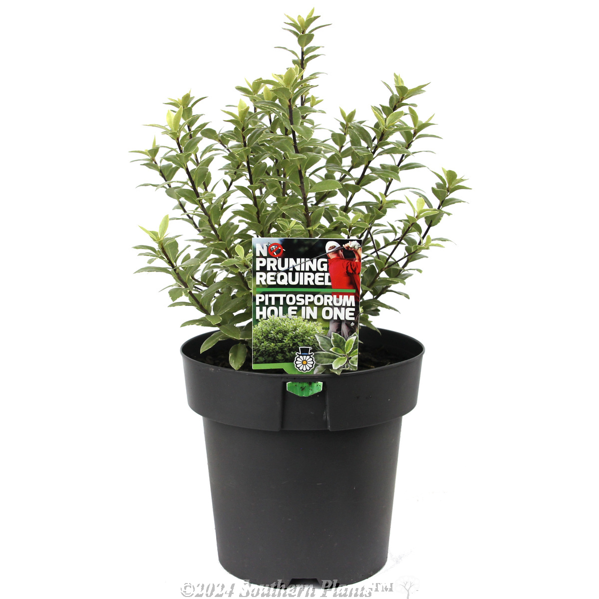 Pittosporum Hole in One - Plant photo