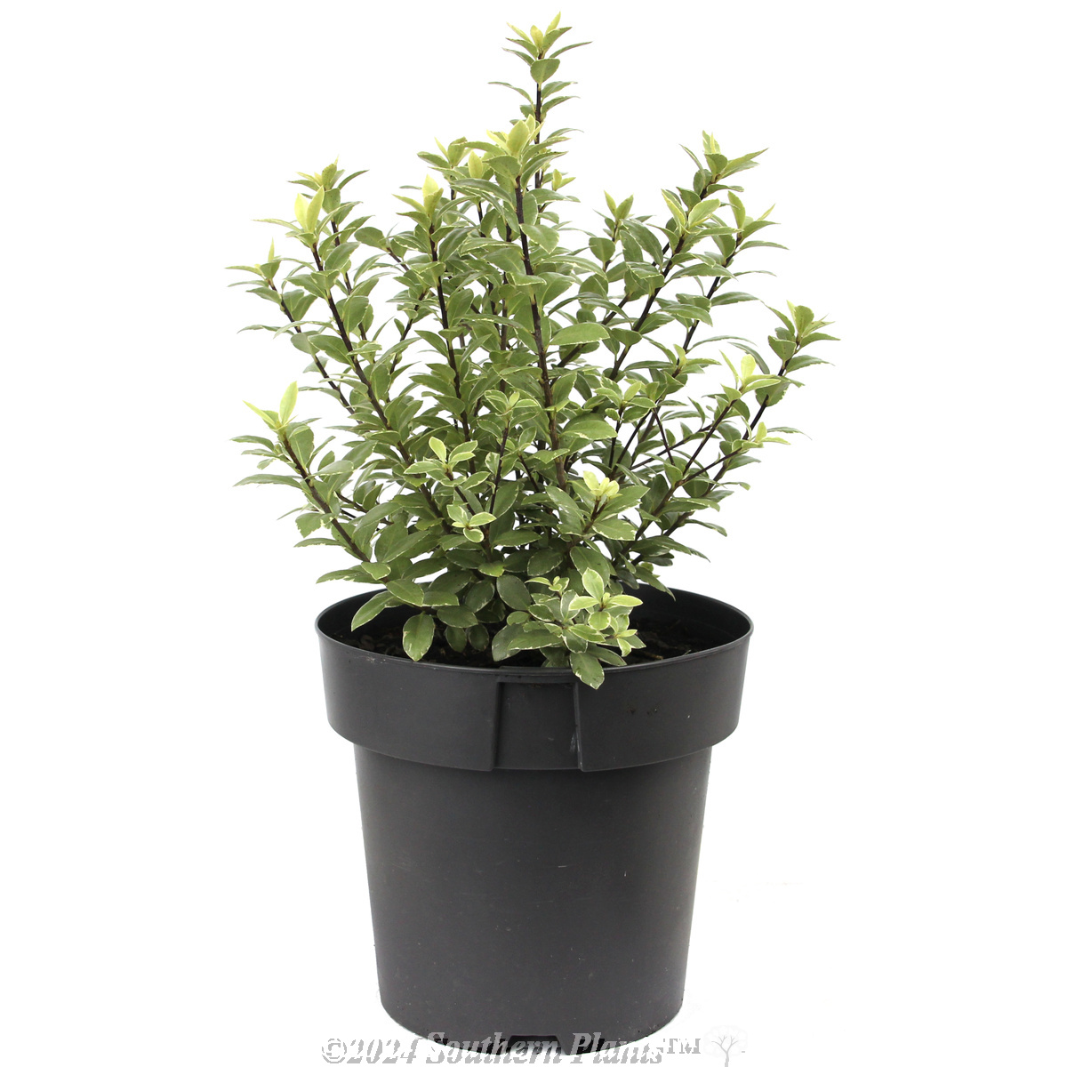 Pittosporum Hole in One - Alternate photo
