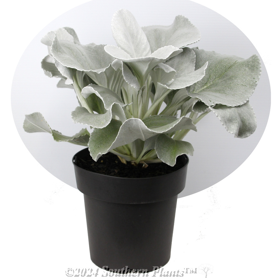 Senecio Angel Wings - Alternate photo