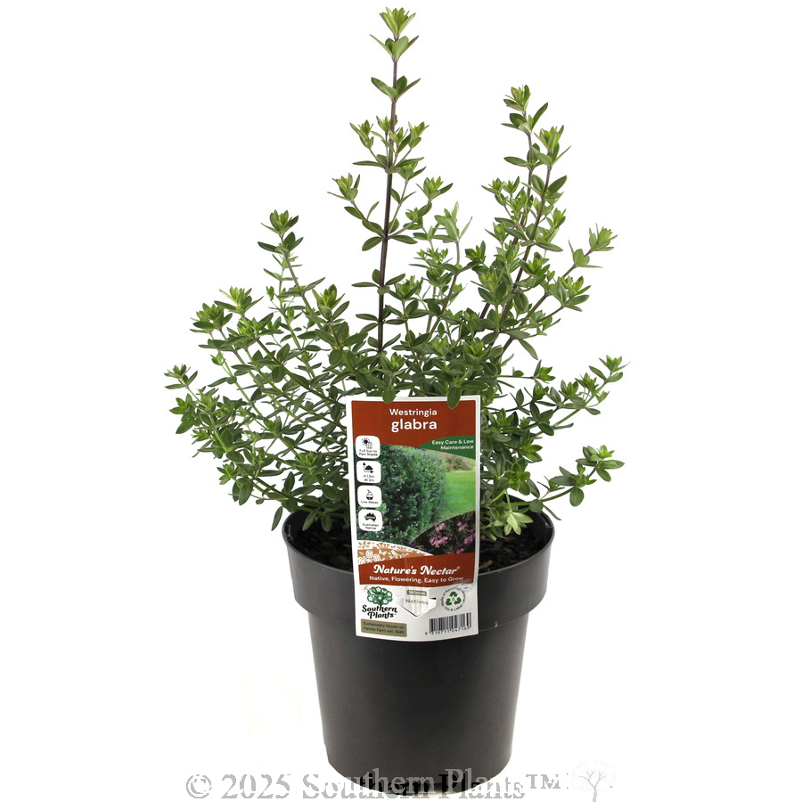 Westringia glabra - Plant photo
