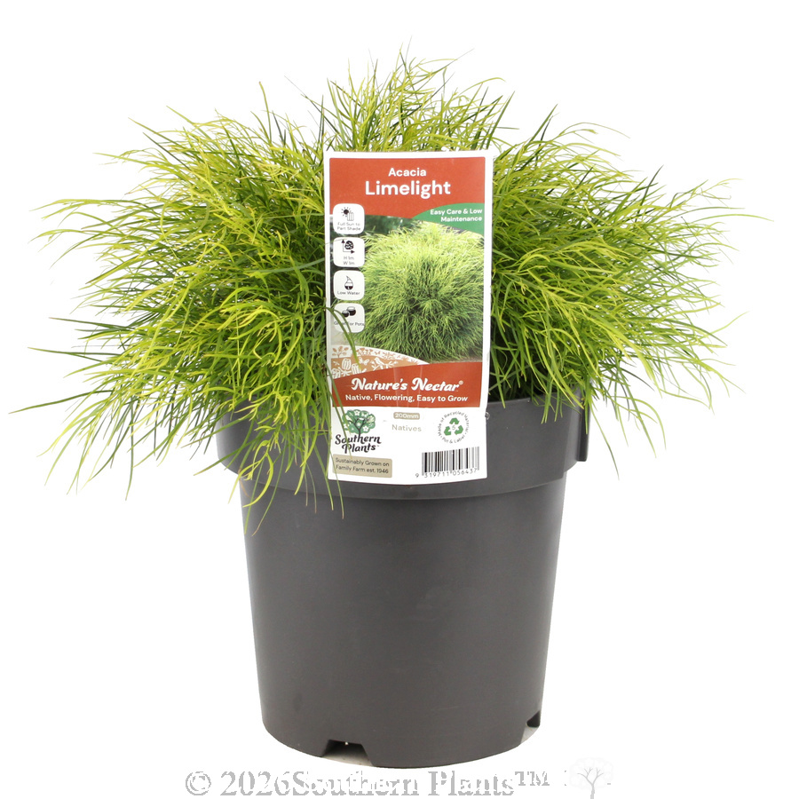 Limelight Bower Wattle - Plant photo