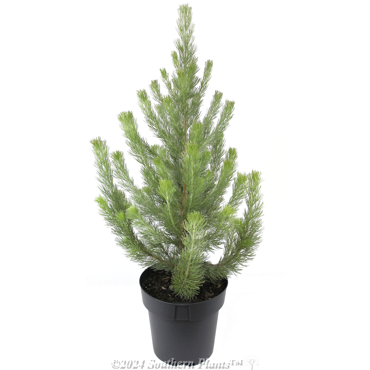 Woolly Bush - Plant photo