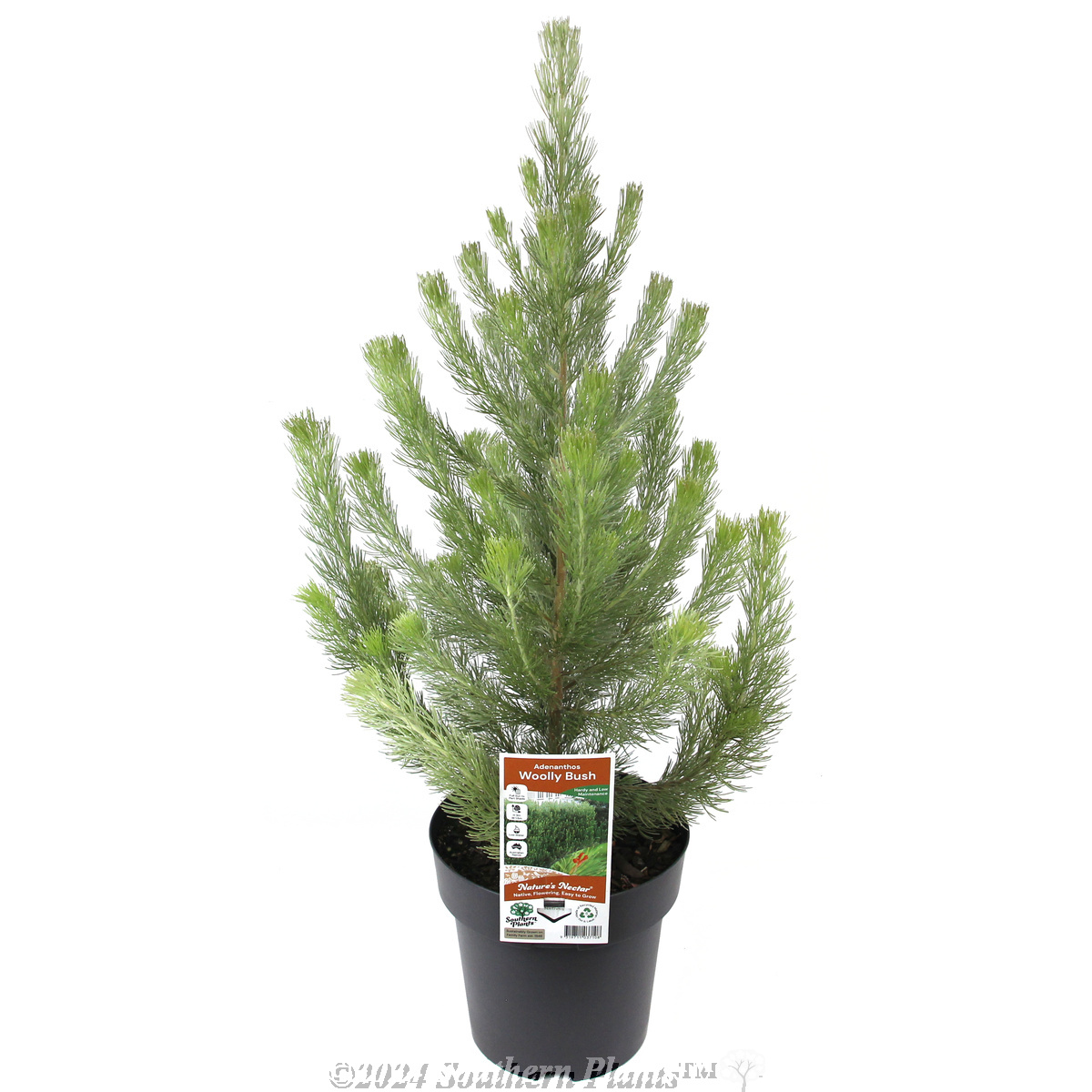 Woolly Bush