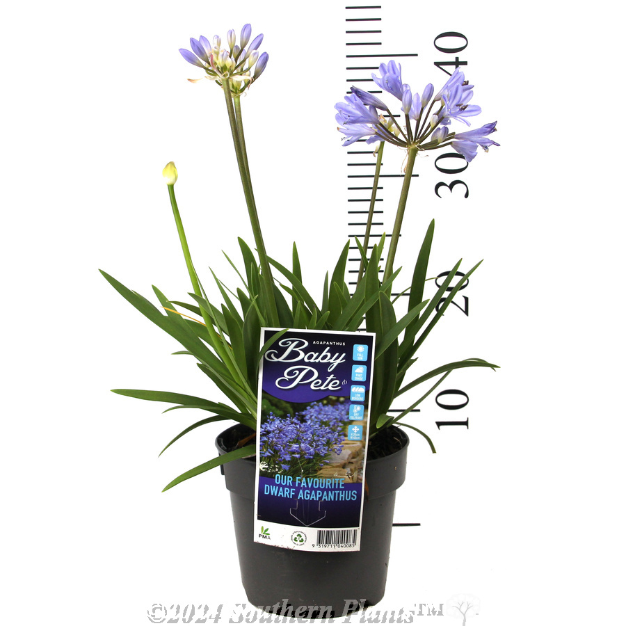 Agapanthus Baby Pete - Product photo