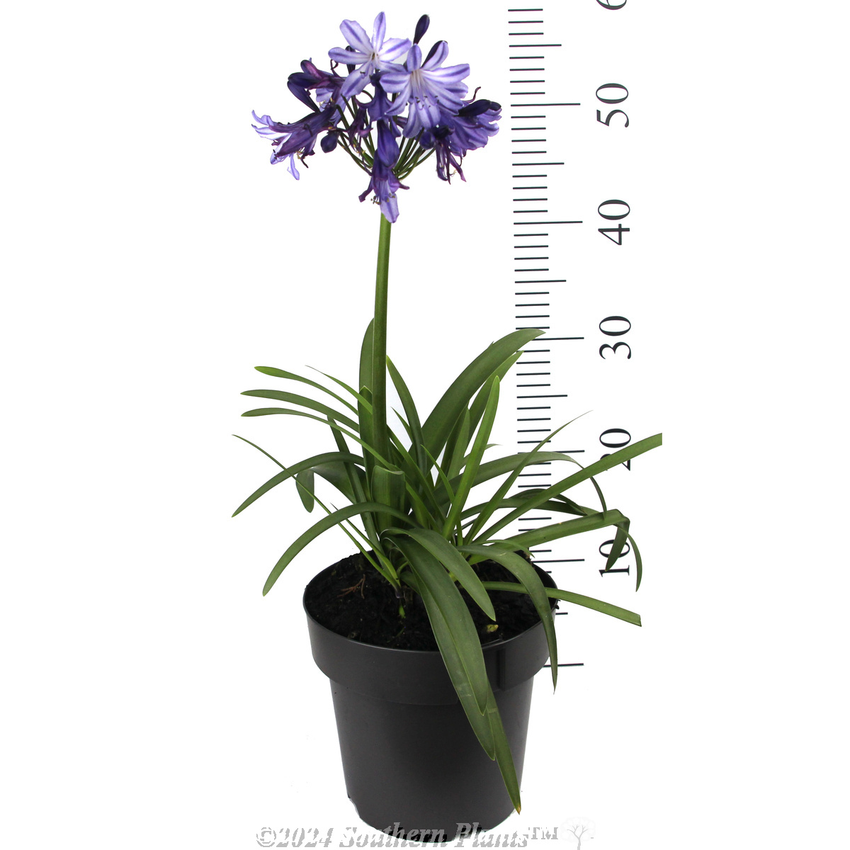 Agapanthus Buccaneer™ - Reference photo