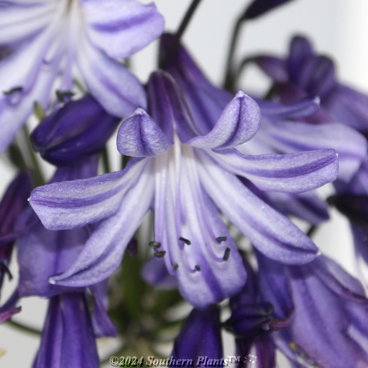 Agapanthus Buccaneer™