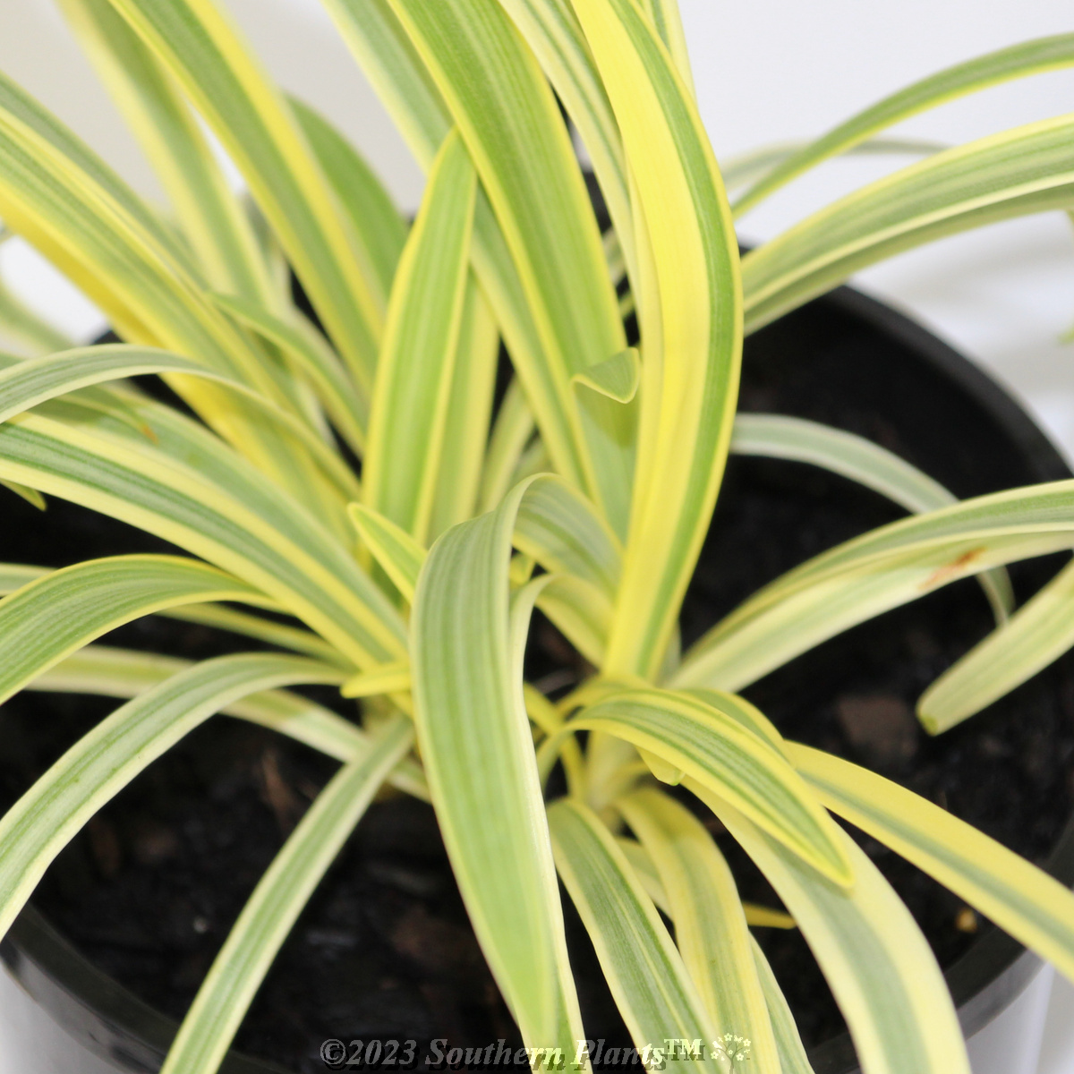 Agapanthus Golden Drop