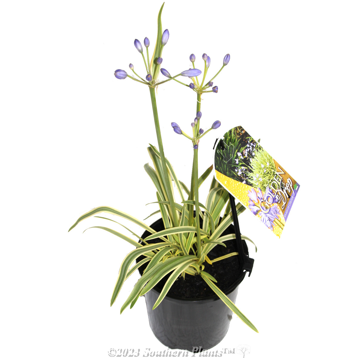 Agapanthus Golden Drop - Plant photo