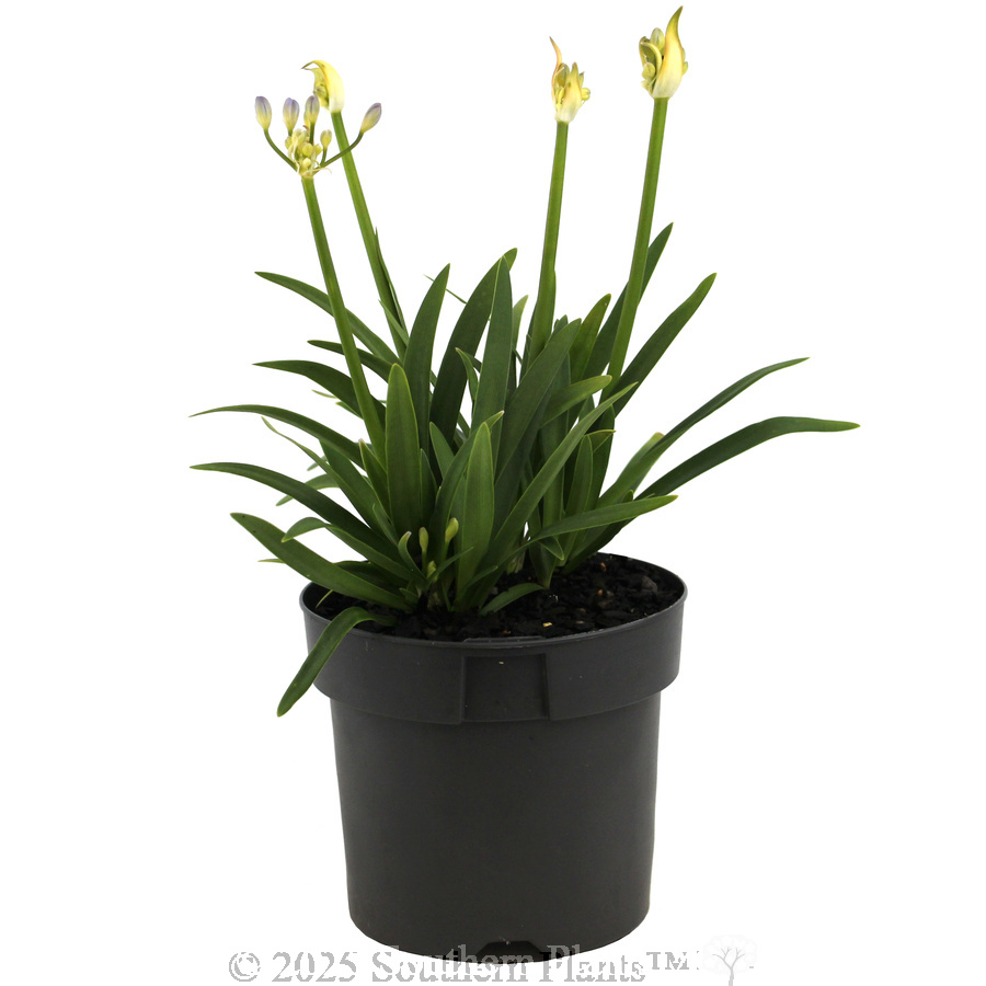 Agapanthus Baby Periwinkle - Alternate photo