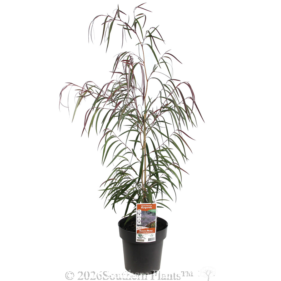 Agonis Burgundy - Plant photo