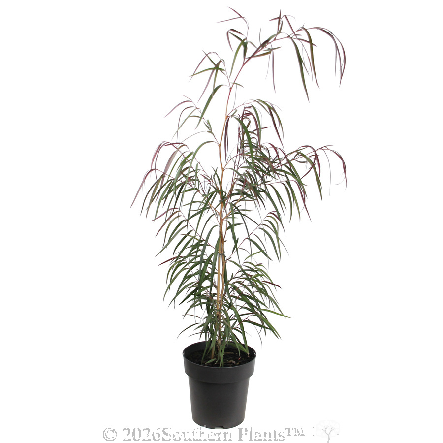 Agonis Burgundy - Alternate photo