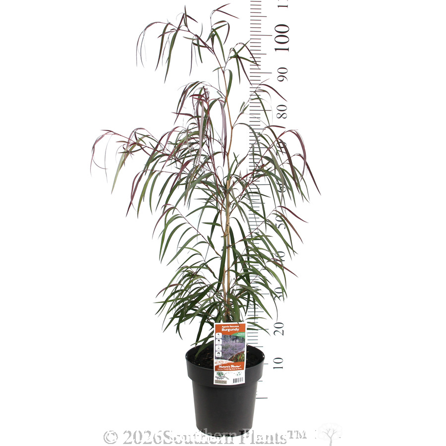 Agonis Burgundy - Product photo